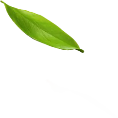 shape