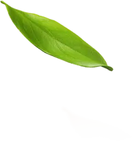 shape